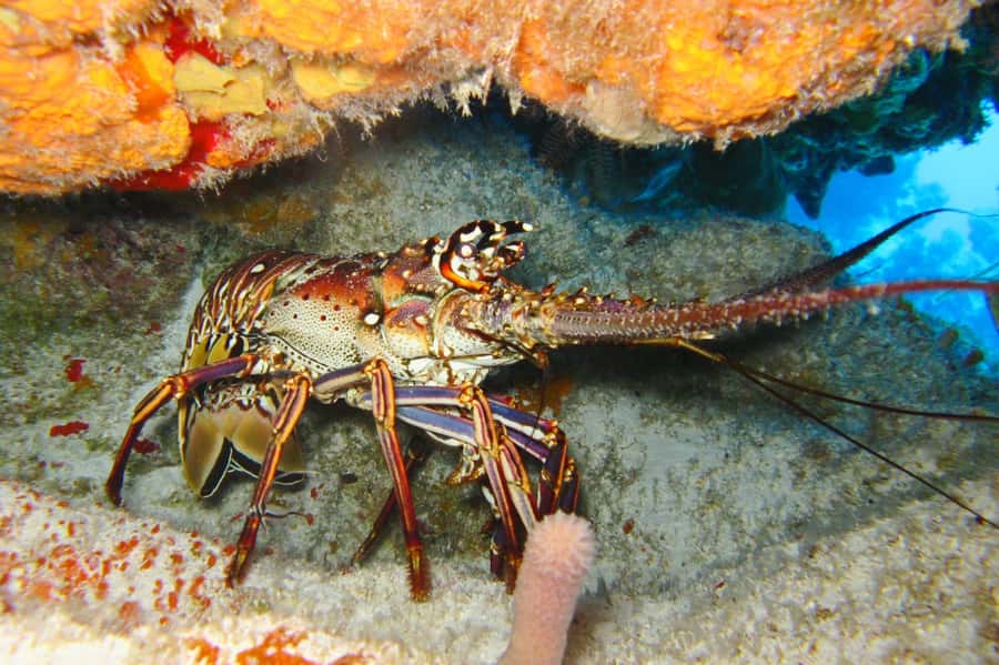 Cartagena: Scuba Diving Day Trip at Playa Blanca with Lunch - Playa Blanca after lunch: sea bath time, chairs and umbrellas, plus a culture walk