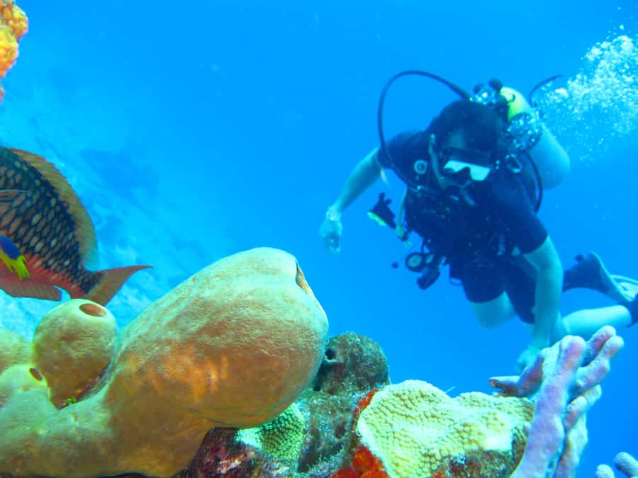 Cartagena: Scuba Diving Day Trip at Playa Blanca with Lunch - Price and value: what $120 covers, and what you must plan yourself