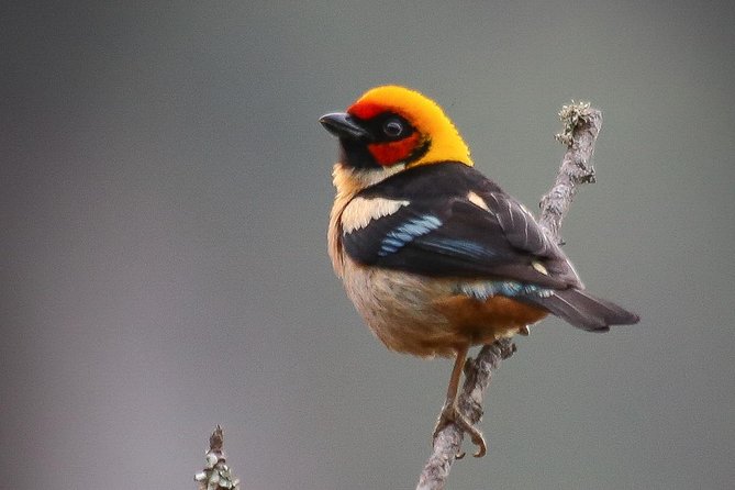 Chicaque Cloud Forest Birding & Birdwatching - Half day - Key Points at a Glance