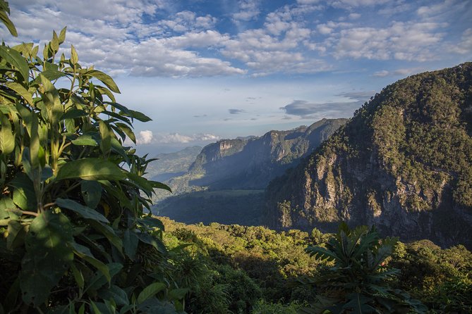Chicaque Cloud Forest Birding & Birdwatching - Half day - What You Might See: Species Highlights in the Cloud Forest