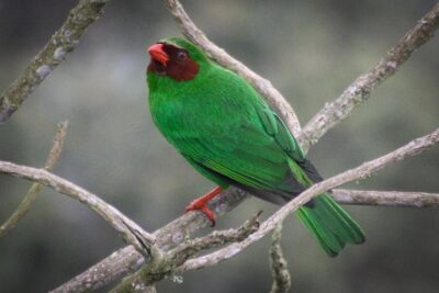 Chicaque Cloud Forest Birding & Birdwatching – Half day