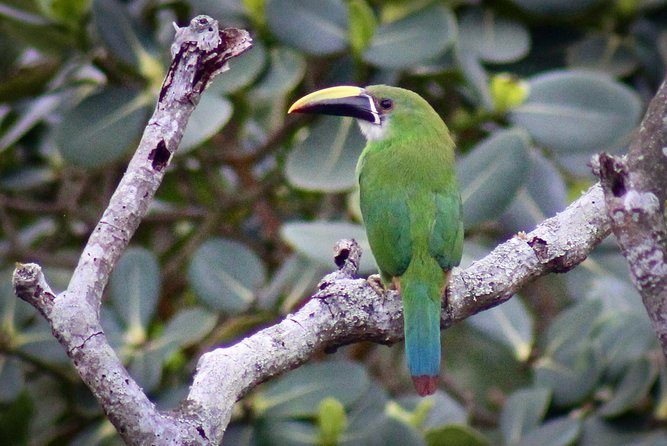 Chicaque Cloud Forest Birding & Birdwatching - Half day - Gear and Costs: Binocular Rentals, Boots, Poles, and the Optional 4x4