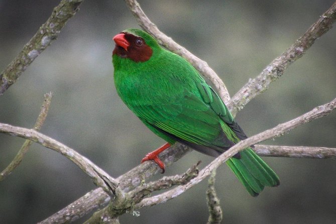 Chicaque Cloud Forest Birding & Birdwatching - Half day - Parque Natural Chicaque: What the Walk Is Really Like