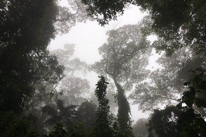 Chicaque Cloud Forest Hike - 4 hours - Stop at Parque Natural Chicaque: What the Hike Feels Like