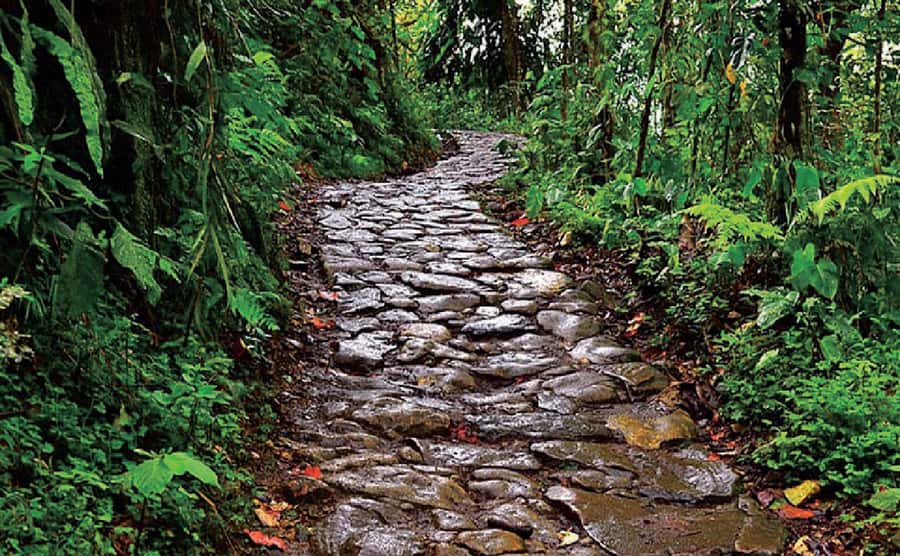 Chicaque Full-Day Trip from Bogotá - Wildlife spotting: toucans, spectacled bears, and hummingbirds