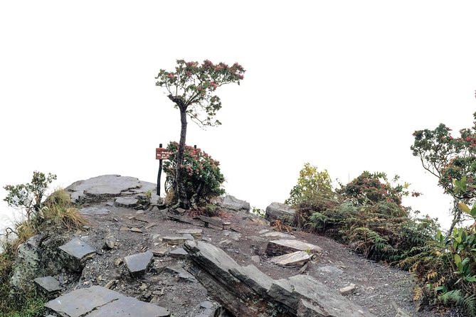 Chicaque National Park - Lunch options: picnic in the cloud forest or a mountain-view meal
