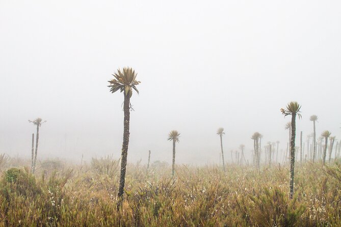 Chingaza National Park Day Tour from Bogotá: Andean Wilderness - Price and Value: Is $465 Worth It?