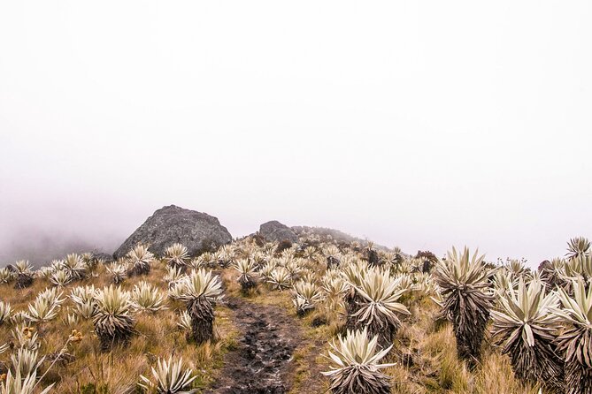 Chingaza National Park Day Tour from Bogotá: Andean Wilderness - What to Expect From the Drive Back to Bogotá