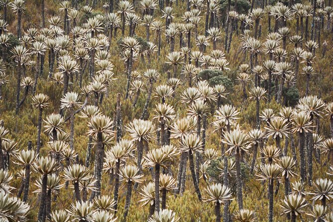 Chingaza National Park Day Tour from Bogotá: Andean Wilderness - Who This Tour Suits Best, and Who Should Consider Another Option