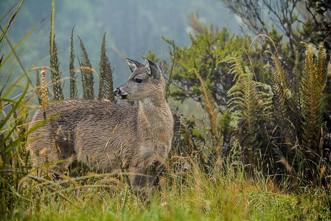 Chingaza National Park Day Tour from Bogotá: Andean Wilderness - Reserva Ecopalacio Chingaza: The Ceremony, the Hike, and the Páramo Feel