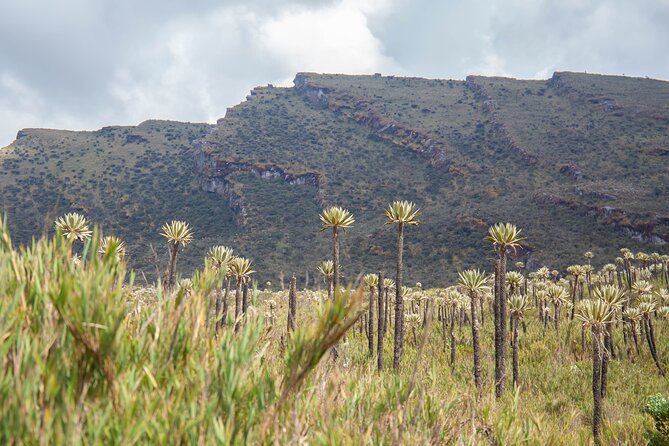 Chingaza Siecha & Cuchillas Lakes Trek - 5 hours - La Calera stop: a change of scenery before you head back