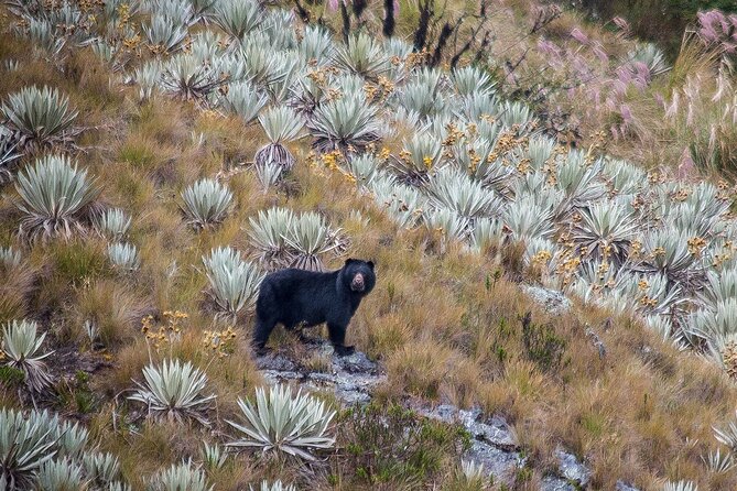 Chingaza Wildlife Páramo Adventure - Key points before you go