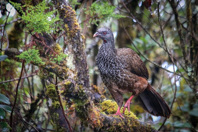 Chingaza Wildlife Páramo Adventure - What to bring (and what you can rent): make the day easier