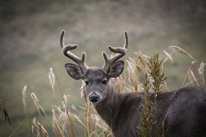 Chingaza Wildlife Páramo Adventure - Wildlife reality check: what you should expect and how to maximize it