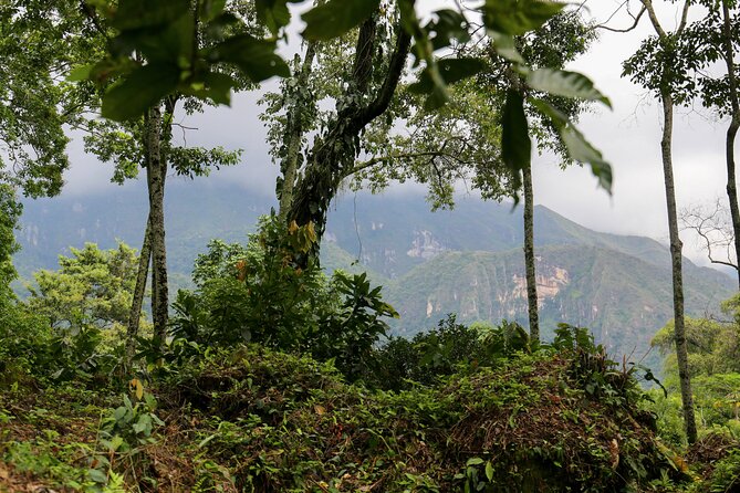 Chocolate & Coffee Farm Experience - Stop 3 in Nilo: cacao fruit tasting, fermentation rooms, drying, and processing the hard shell