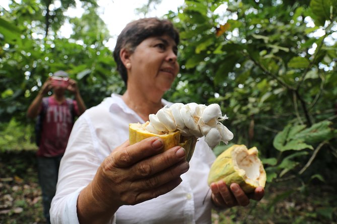 Chocolate & Coffee Farm Experience - Stop 1 in Silvania: picking beans, peeling, grinding, and tasting tinto