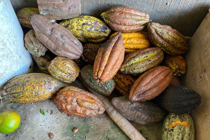 Chocolate tour near Medellin - How this Medellín chocolate tour turns a city day into farm time
