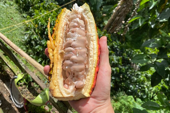 Chocolate tour near Medellin - Getting to the cocoa farm: pickup, A/C comfort, and a one-hour start