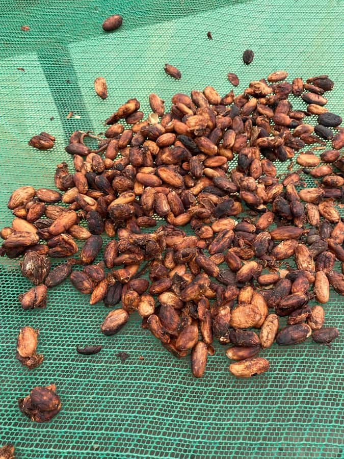Chocolate tour near the Medellín - What you do during the farm tour time