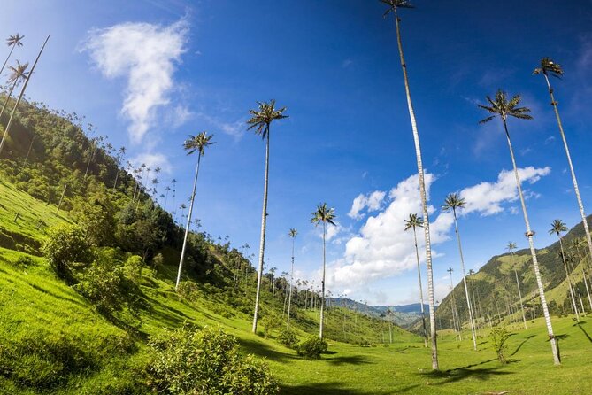 Cocora, Salento and Filandia Tour - Key highlights you will feel right away