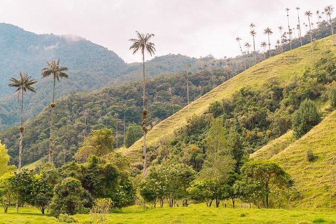 Cocora, Salento and Filandia Tour - Filandia’s wicker craft, Street of Stop Time, and the illuminated 360 view