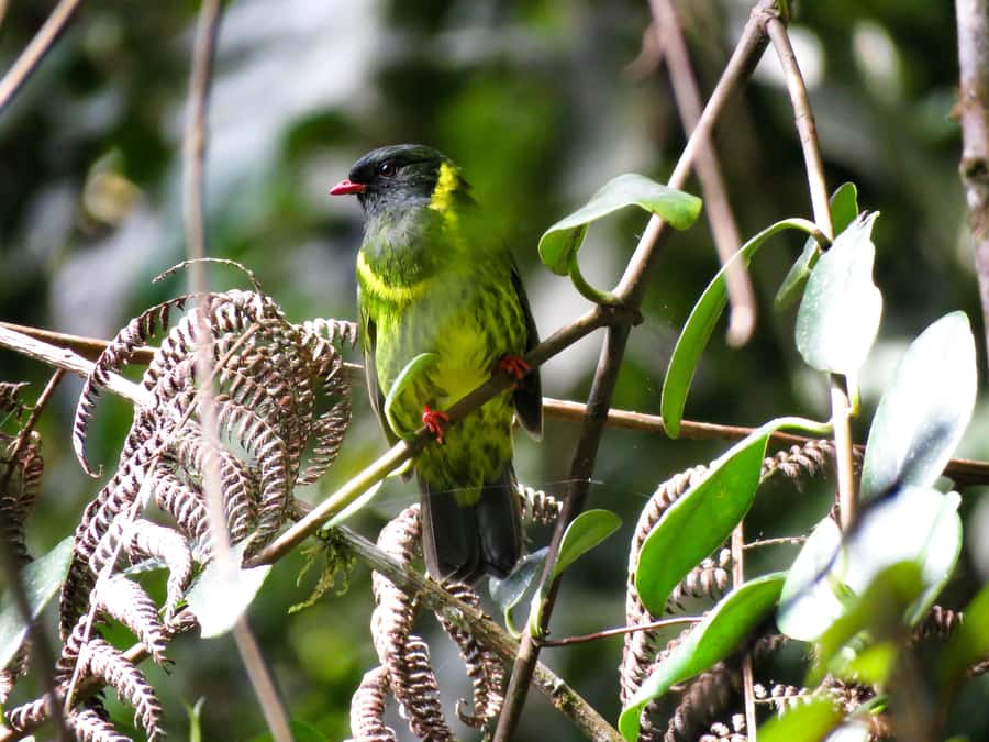 Cocora Valley: Route of the Hummingbirds + breakfast & lunch - Why the Route of the Hummingbirds feels different in Cocora Valley