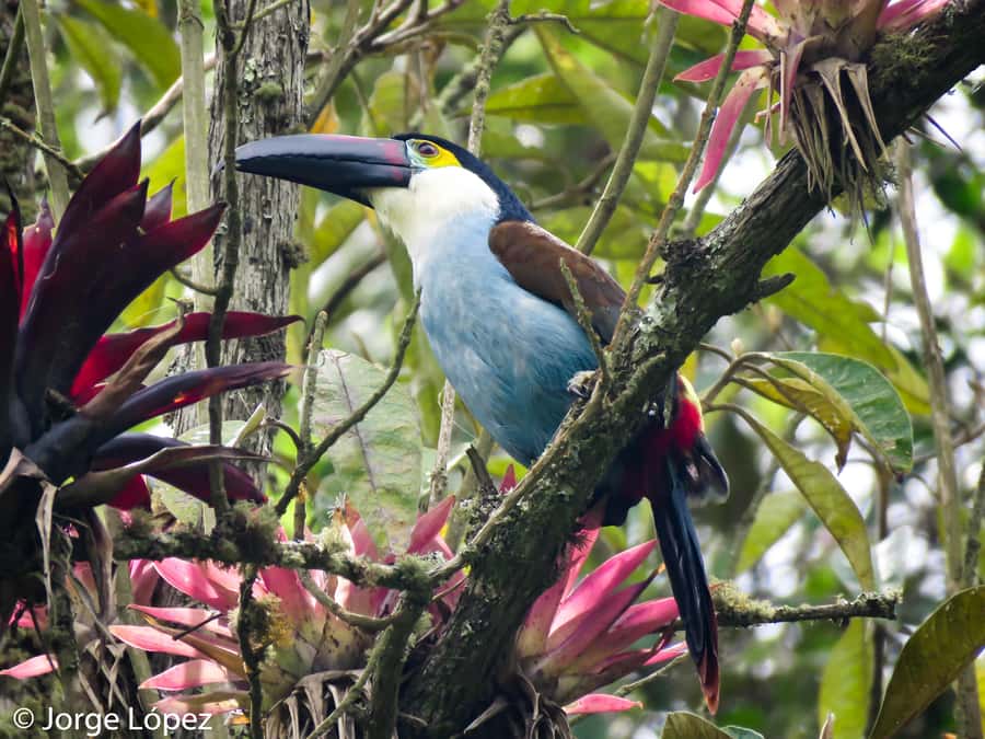 Cocora Valley: Route of the Hummingbirds + breakfast & lunch - Private transport from Salento, and why the timing matters