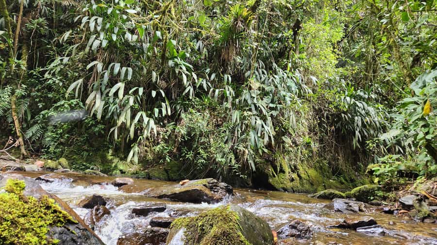 Cocora Valley: Route of the Hummingbirds + breakfast & lunch - The 4.5km descent through palm trees for more bird time