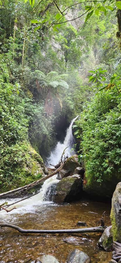 Cocora Valley: Route of the Hummingbirds + breakfast & lunch - Salento breakfast: binocular coaching and birding basics