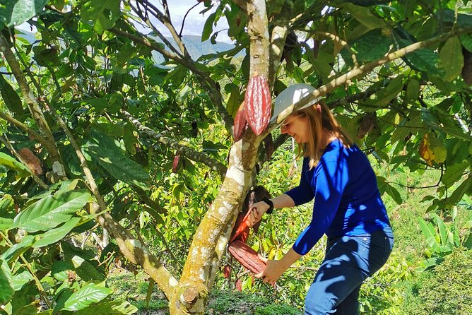 Coffee & Chocolate Private Tour in Medellin: Genuine Experience - The Coffee Farm Climb: Short, Steep, and Totally Worth Planning For
