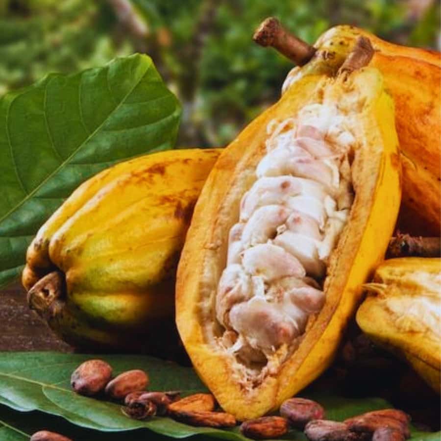Coffee, Cocoa and Trekking Tour in Minca: Nature, Crops and Production - Who this tour is best for