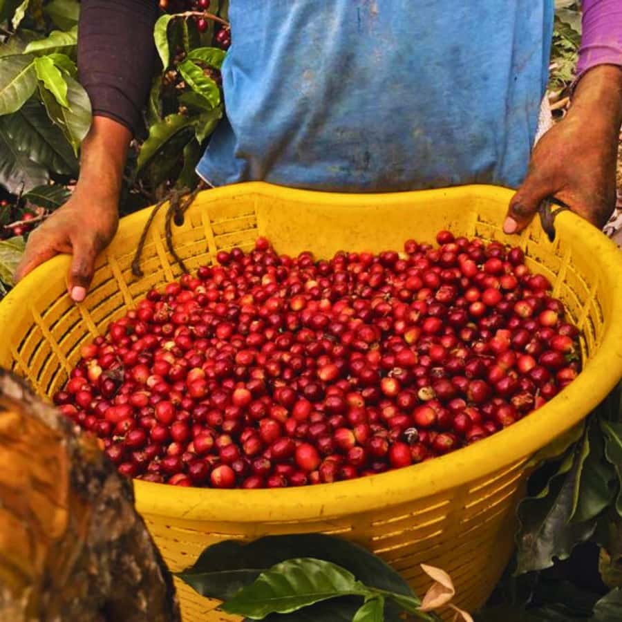 Coffee, Cocoa and Trekking Tour in Minca: Nature, Crops and Production - Where coffee meets the Sierra Nevada in Minca