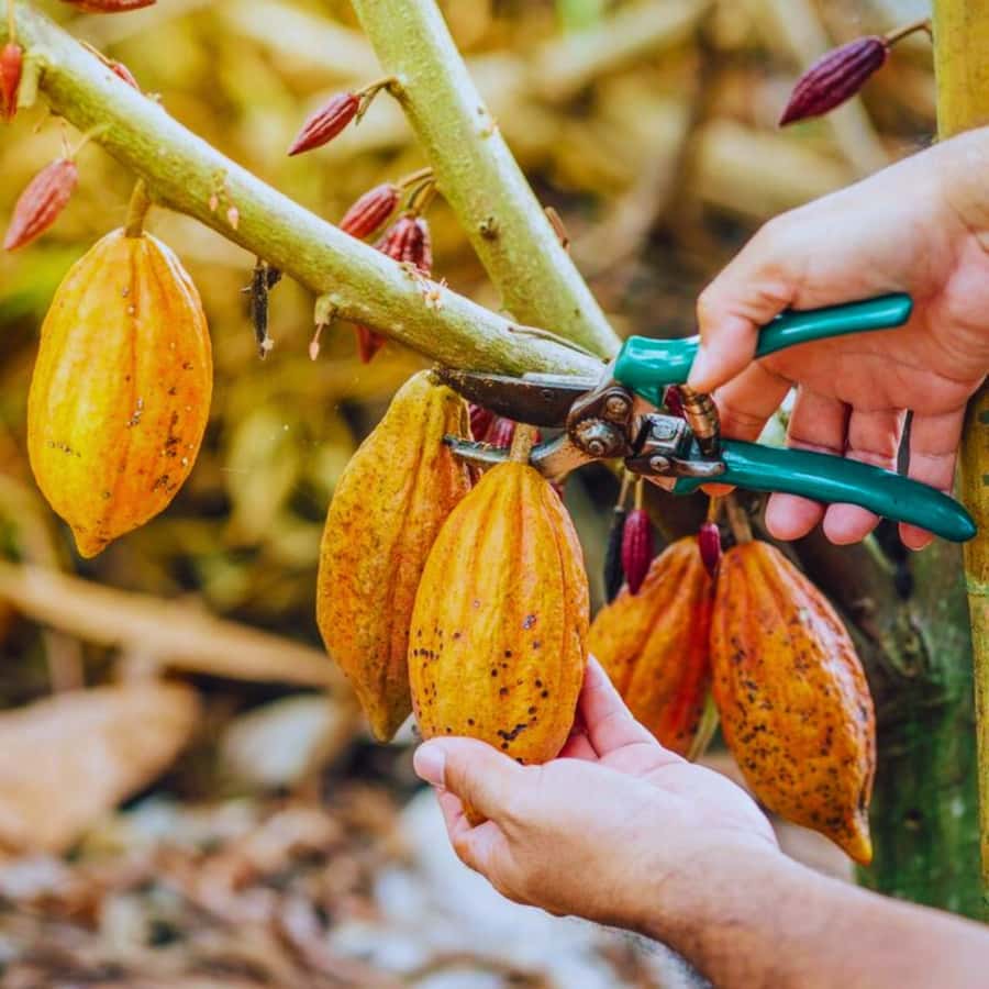 Coffee, Cocoa and Trekking Tour in Minca: Nature, Crops and Production - Minca Park: the trail walk that actually teaches you something