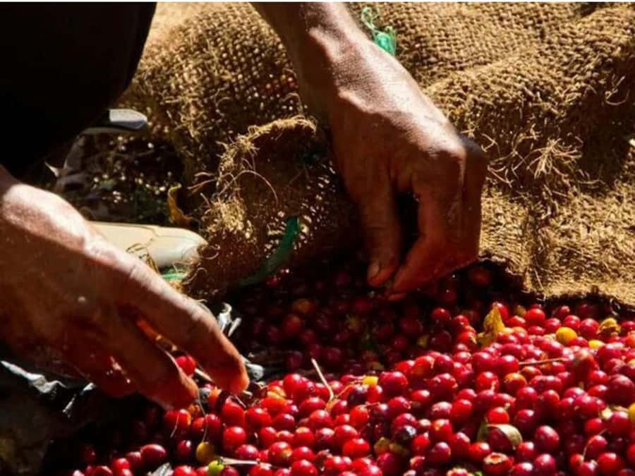 Coffee, Cocoa and Trekking Tour in Minca: Nature, Crops and Production - What you actually learn about coffee and cocoa here