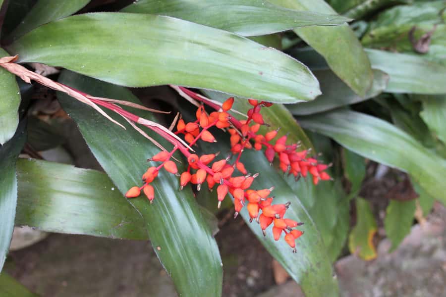 Coffee Experience: Hacienda Coloma Tour from Bogotá - Why Fusagasugá Is the Best Coffee Escape From Bogotá