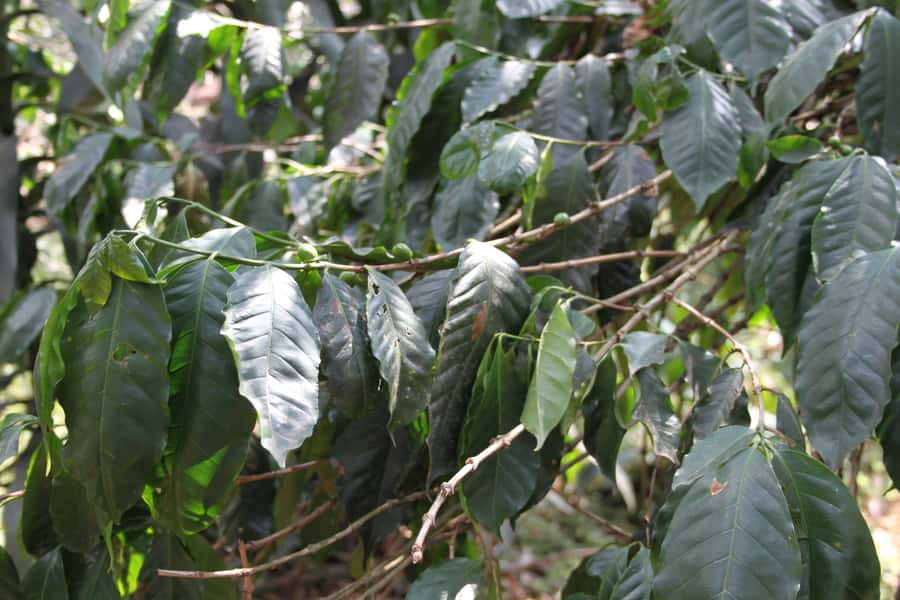 Coffee Experience: Hacienda Coloma Tour from Bogotá - Price and Value: What You Are Really Paying For