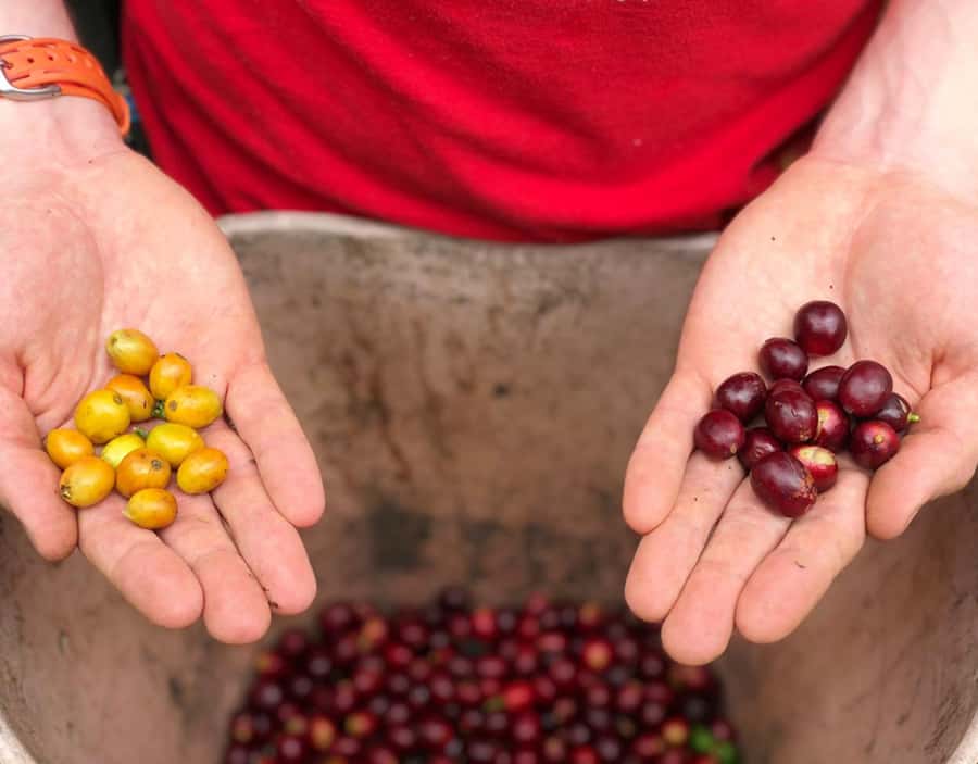 Coffee Farm and Salento Walking Tour - Key highlights you’ll care about