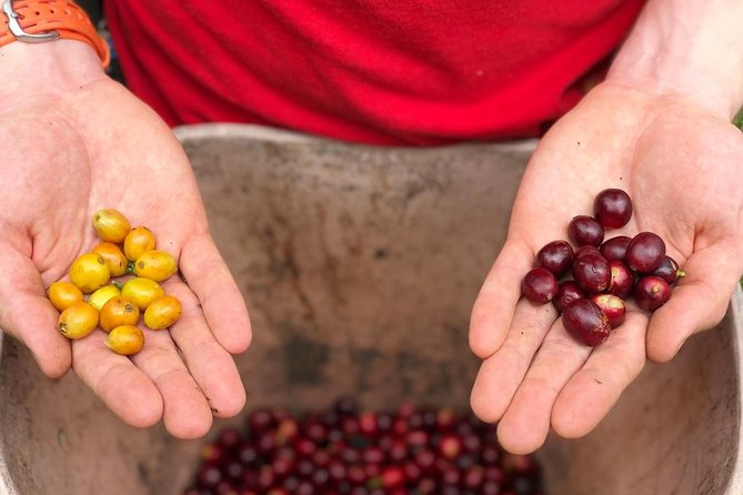 Coffee Farm and Salento Walking Tour - First Stop: Tolima’s Coffee Farm, Where the Work Starts