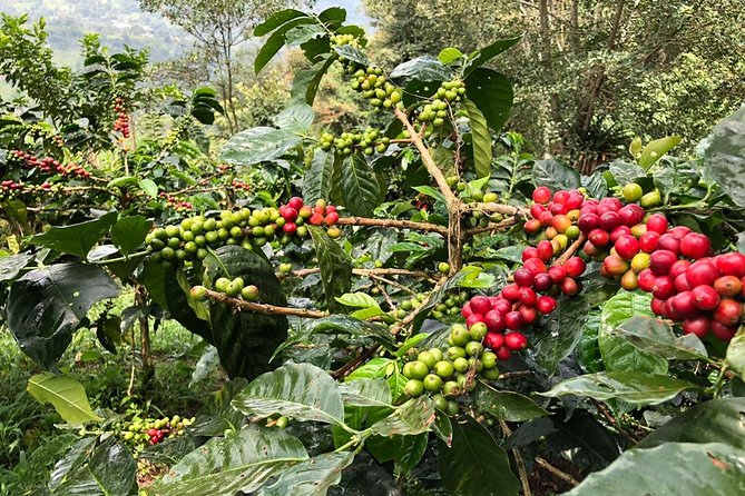 Coffee Farm and Salento Walking Tour - Hands-On Moments: Planting Seedlings and Picking Cherries