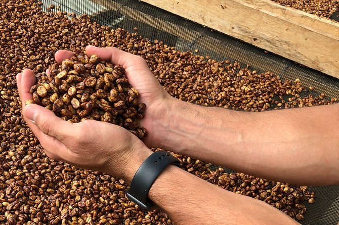 Coffee Farm and Salento Walking Tour - Barista Coffee Tasting Lesson: How to Recognize Colombian Quality