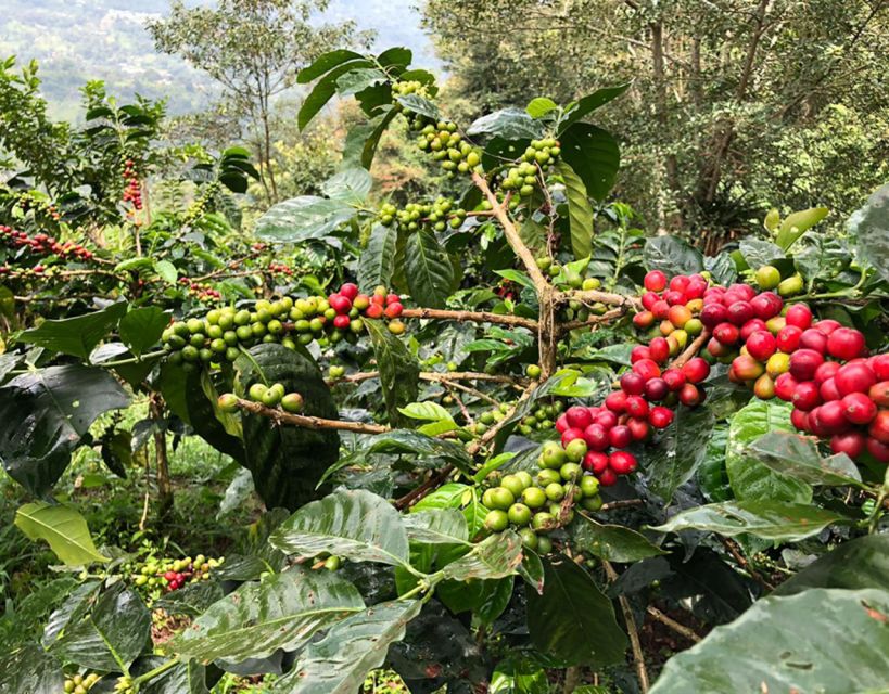 Coffee Farm and Salento Walking Tour - Price and Value: Is $93 Worth It?