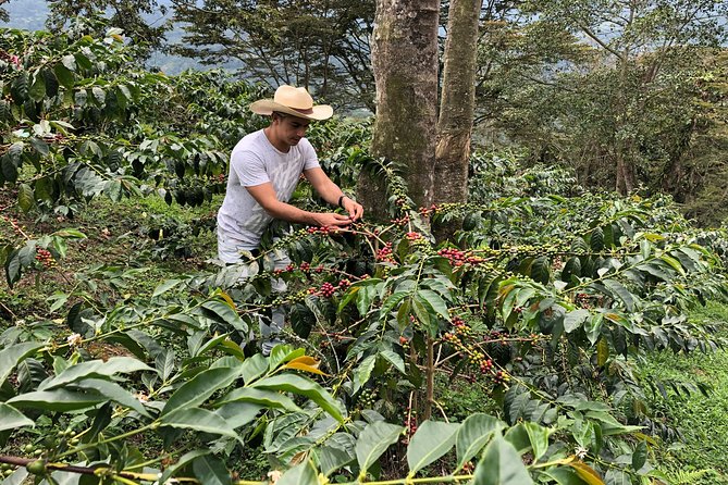 Coffee Farm and Salento Walking Tour - Walking the Plantation and Coffee’s Life Cycle, Step by Step