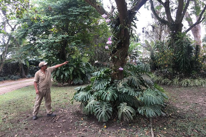 Coffee Farm Experience Private Day Tour - Lunch option: adding a traditional Colombian dish