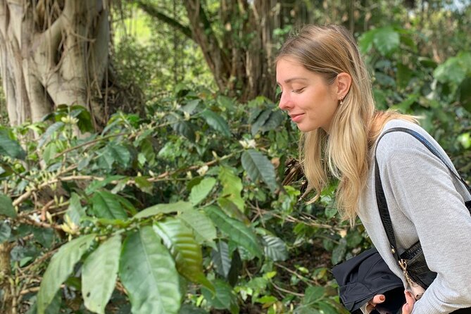 Coffee Farm Tour from Bogotá – Be a Farmer for a Day - From Bogotá to the Andean hills, starting at Cranky Croc Hostel