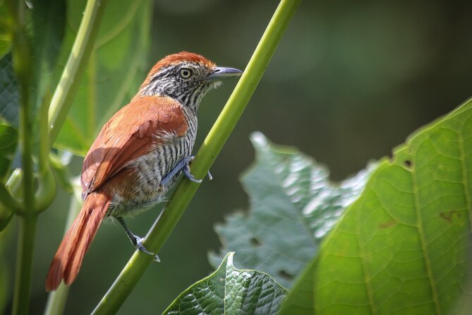Coffee Lands Birdwatching (transport + guiding + lunch) - Key highlights you should care about