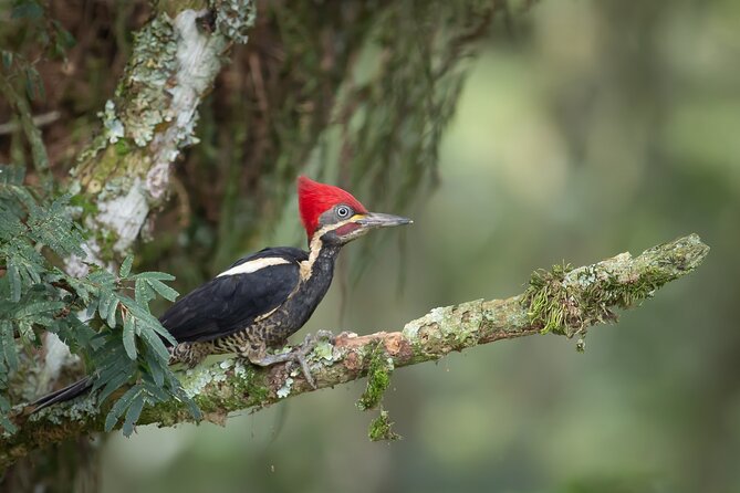 Coffee Lands Birdwatching (transport + guiding + lunch) - Bogotá’s shade-grown coffee and the birdwatching advantage