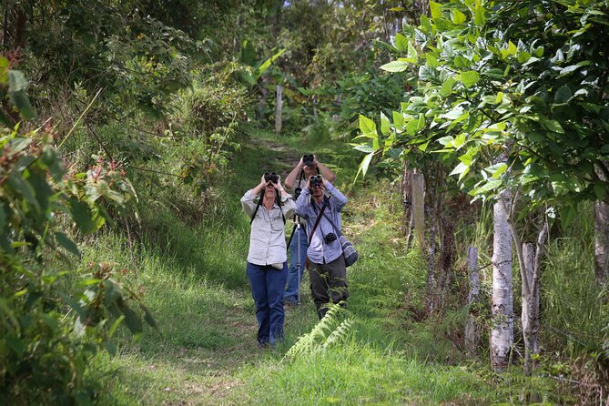 Coffee Lands Birdwatching (transport + guiding + lunch) - The coffee farm side: from farm to table lesson while you walk