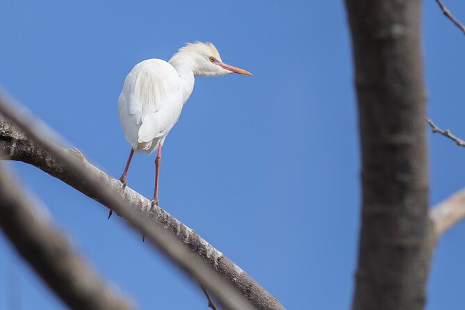 Coffee Lands Birdwatching (transport + guiding + lunch) - Birds to watch for: your target list and how to spot them fast