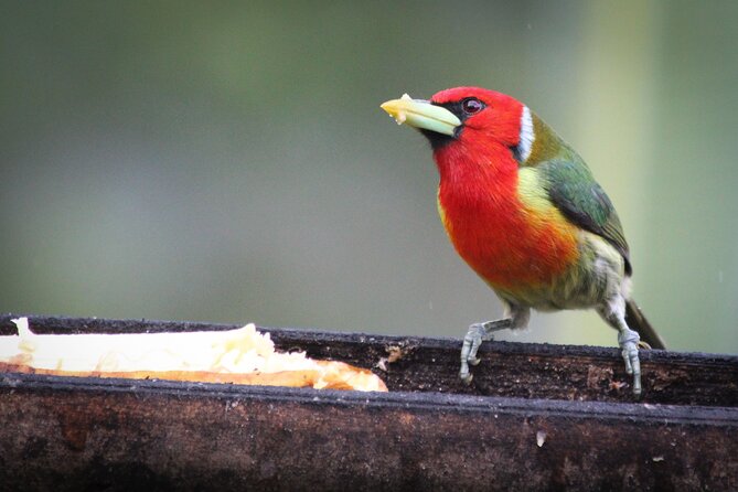 Coffee Lands Birdwatching (transport + guiding + lunch) - Price and value: what $118.75 gets you in Bogotá