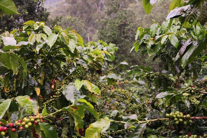 Coffee Paradise at El Paraiso - Experience from Bogota - Key things to know before you go